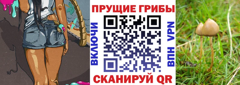 наркошоп  mega как зайти  Галлюциногенные грибы Psilocybine cubensis  Хвалынск 